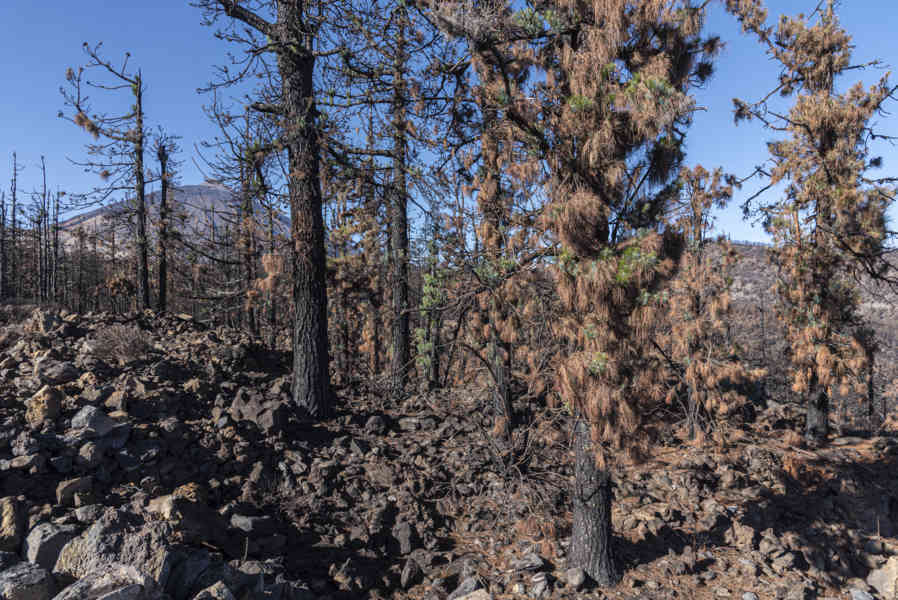 Tenerife 290 - parque natural Corona Forestal.jpg